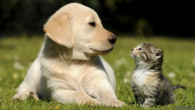 Barranqueras. Por el día del animal: Operativo de vacunación gratuito