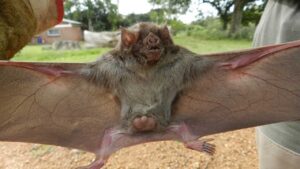 Brote de rabia paresiante