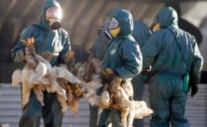 Gripe aviar China oficializó el primer contagio de H10N3 en humanos en todo el mundo