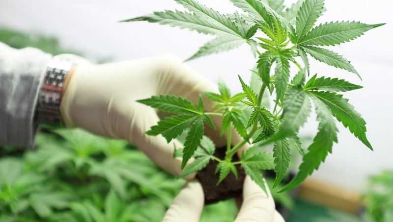 Kulfas presenta proyecto de marco regulatorio para la industria del cannabis
