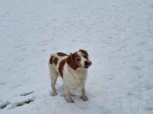 perro nieve