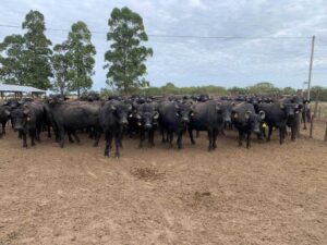 La UNNE transfiere al sector productivo biotecnología reproductiva en búfalos