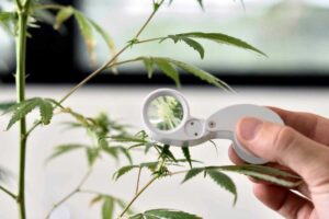 Firman un convenio para impulsar diplomatura en cannabis y sus usos medicinales