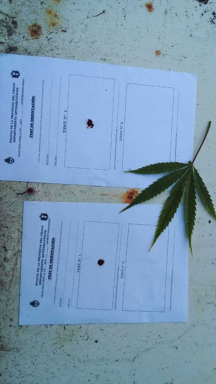Acudieron a un domicilio por un hecho de violencia y se encontraron con una planta de marihuana de dos metros