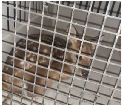 Rescate animal en distintas intervenciones rescatan un guazuncho y un mono carayá