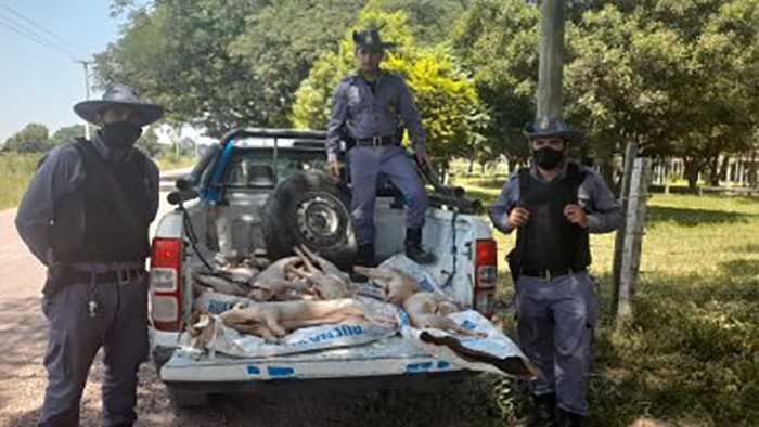 Llevaba seis cerdos faenados, pero sin documentación ni de manera adecuada