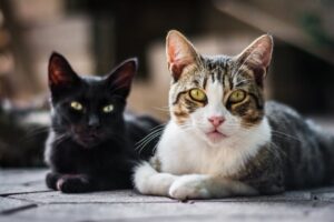 Día Internacional del Gato