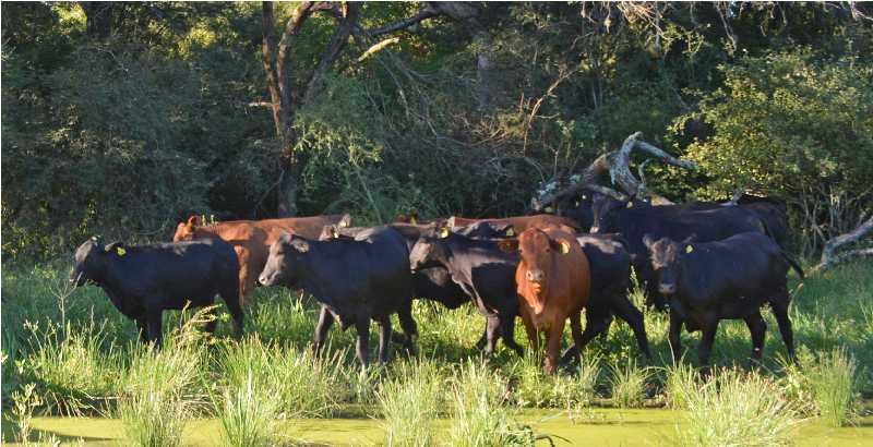 campo y naturaleza