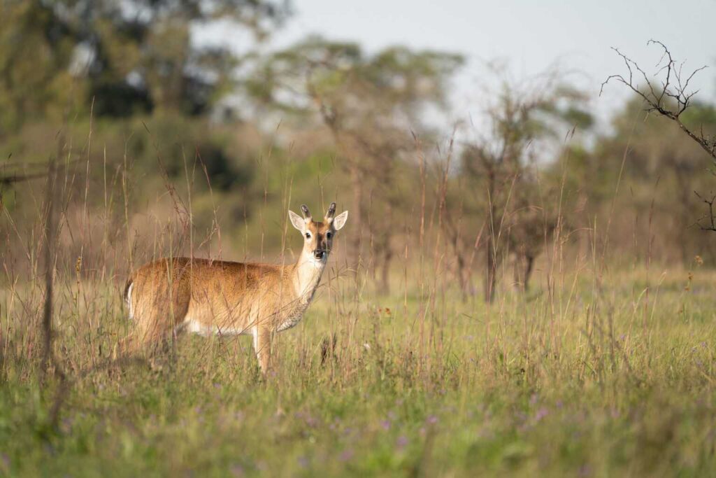 Venado de las Pampas