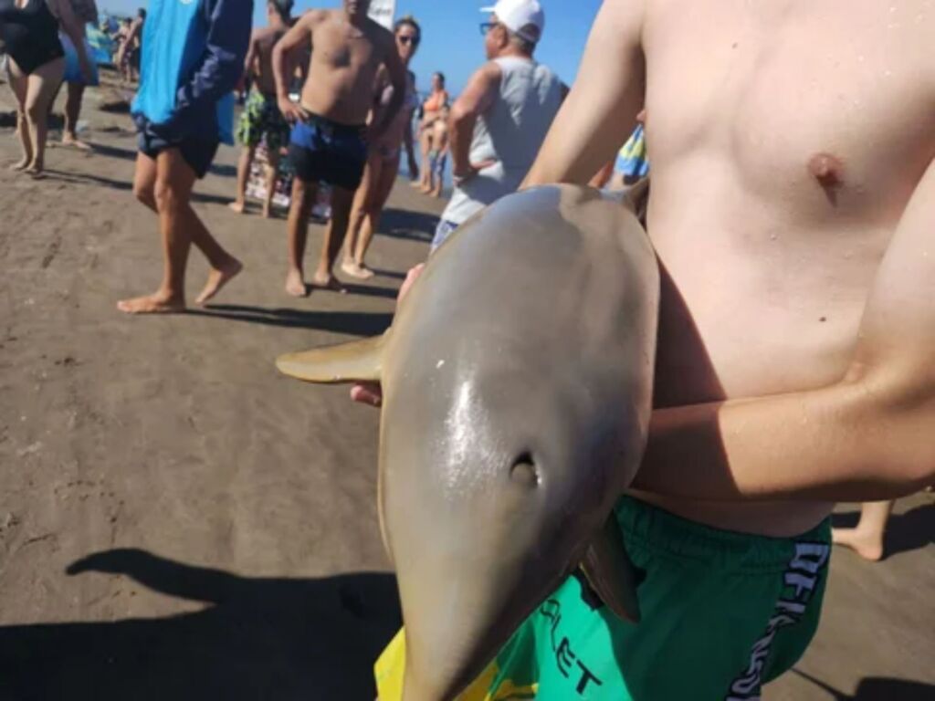 DELFIN MUERTE