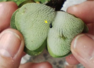 helecho acuático Salvinia