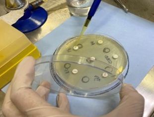 yerba mate bacterias