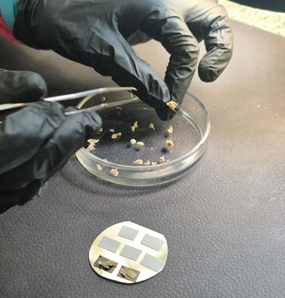 “muestra testigo” de Cannabis sativa L.