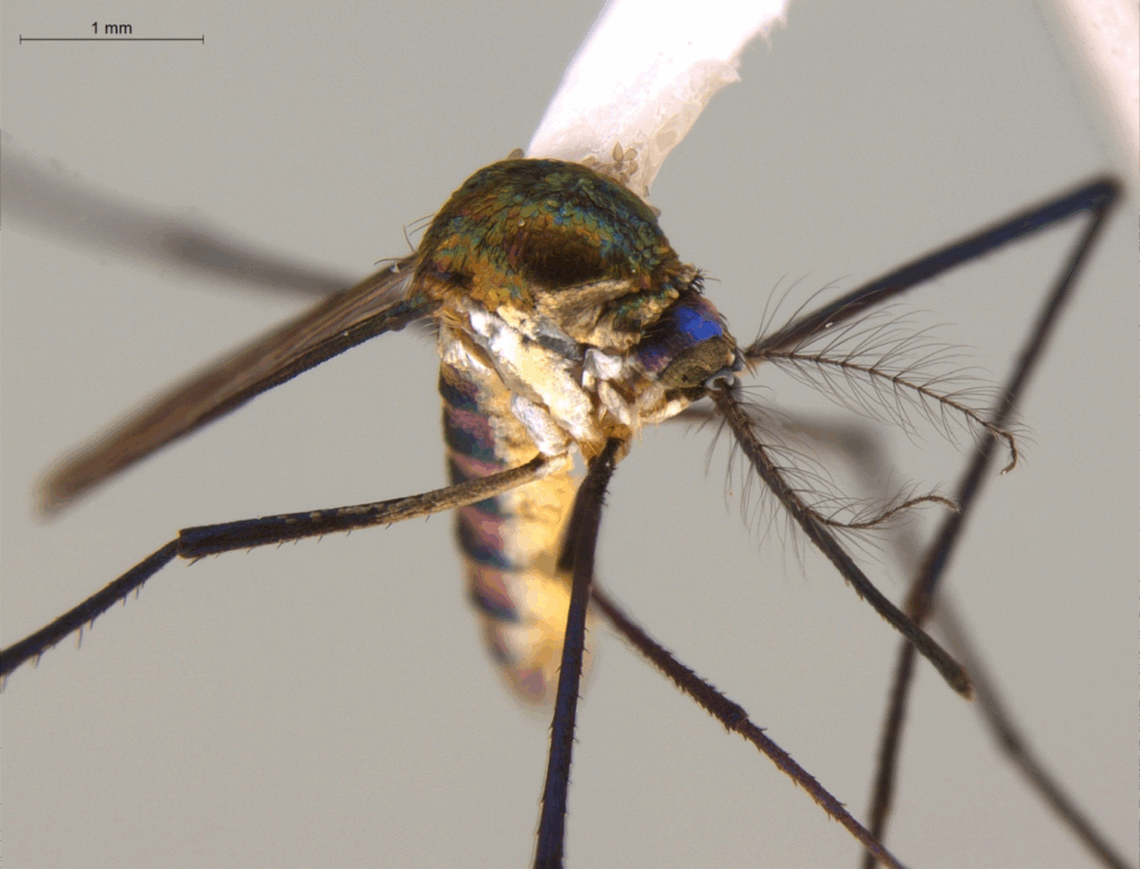 mosquitos del género Sabethes