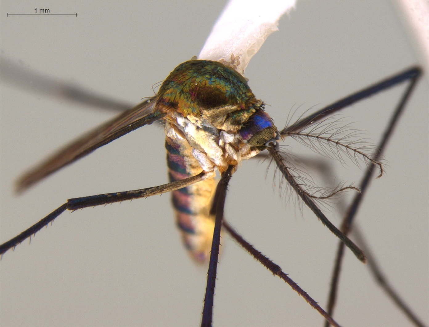mosquitos del género Sabethes