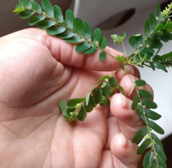 plantas nativas unne