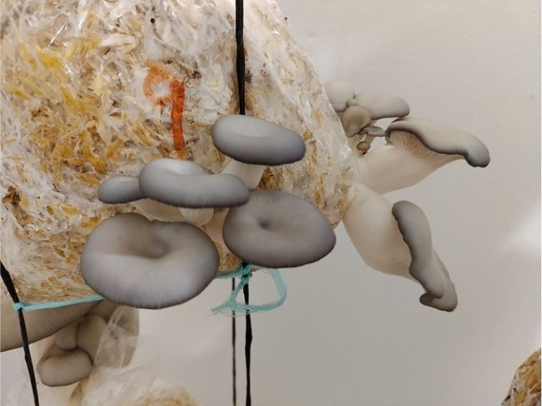 Hongos