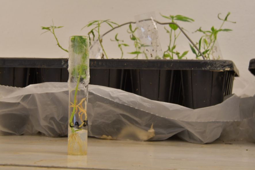 cultivares de mandioca