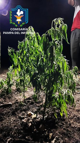 plantas de marihuana