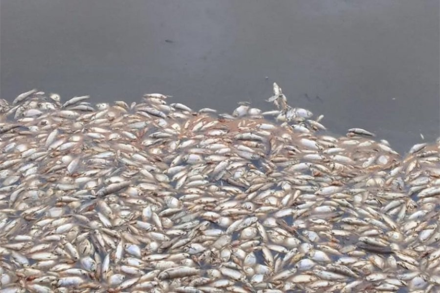 mortandad de peces