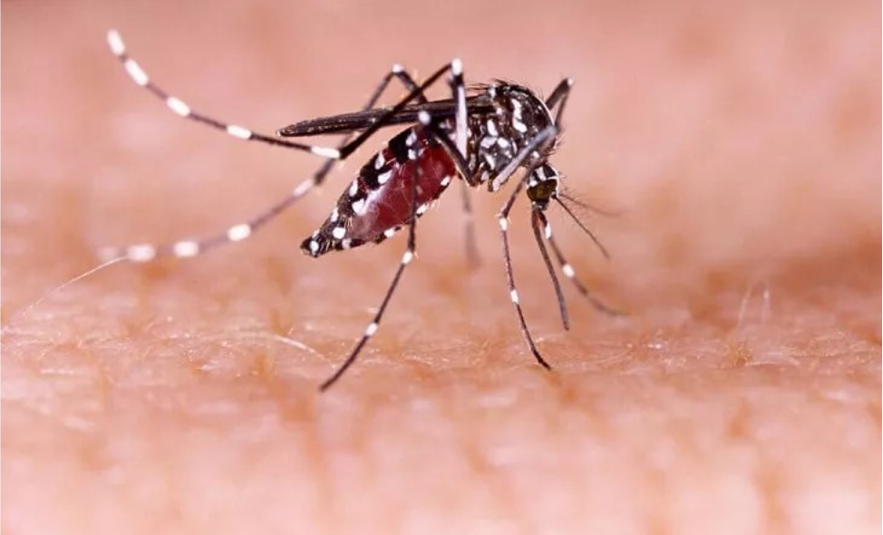 Mosquito aedes aedgyptis