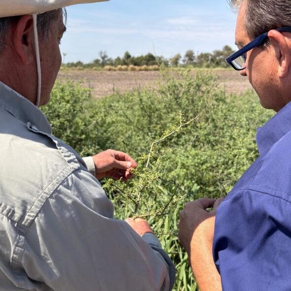 uso ilegal de herbicidas