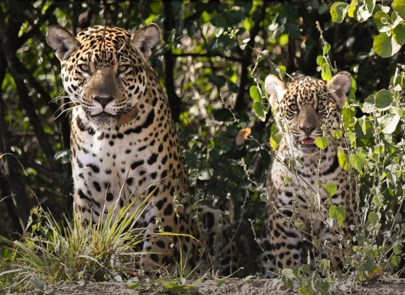 Cachorros de yaguarete