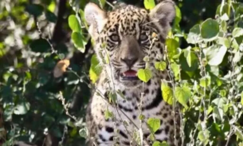 nuevo yaguarete 5 de febrero