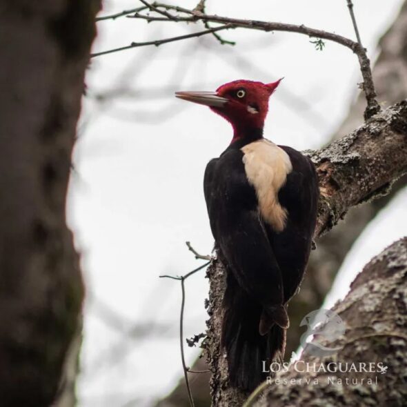 Reserva natural los chaguares