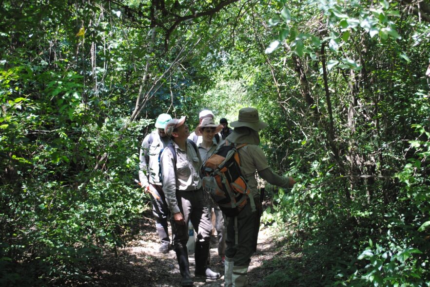 bosque ambientalista