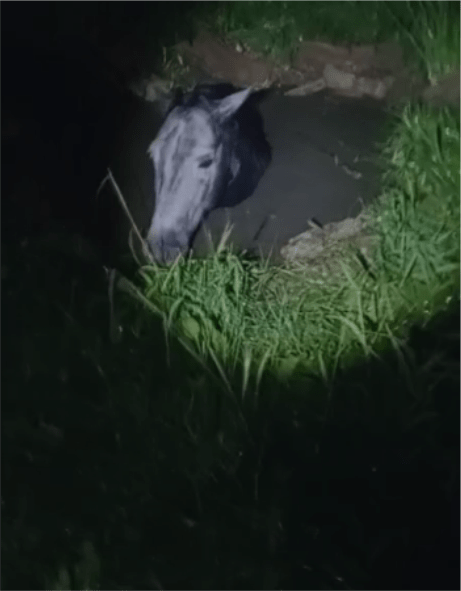 caballo en un pozo