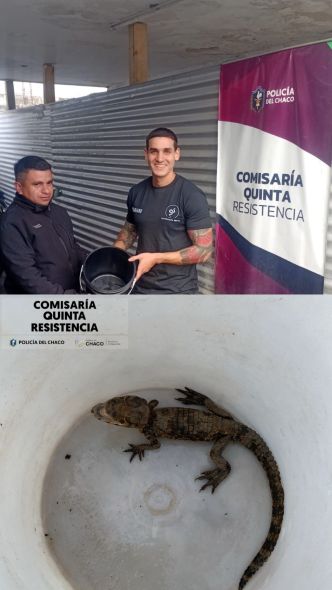 Cria de yacare