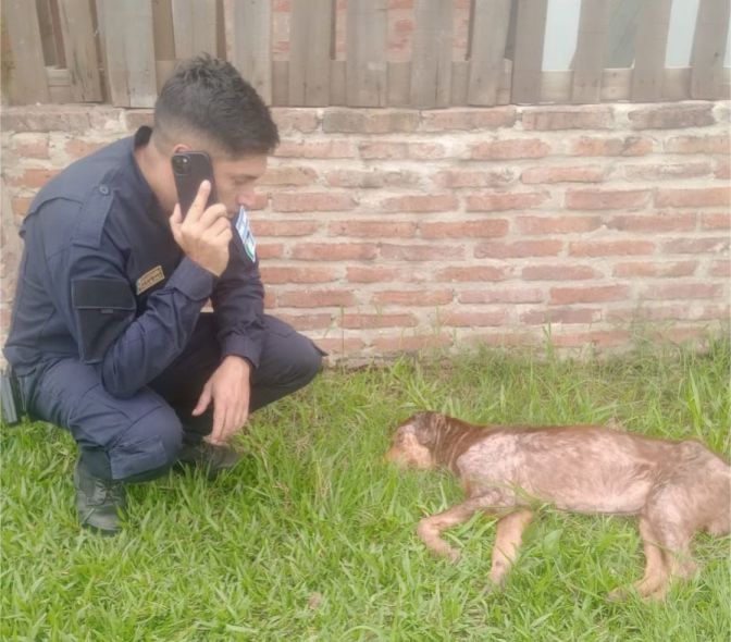 maltrato animal