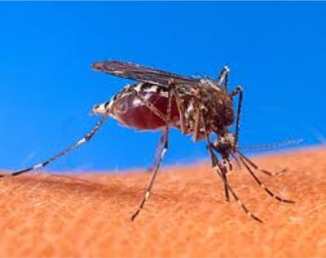 Dengue