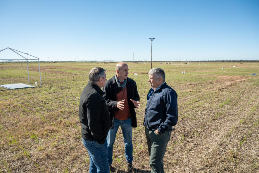 Seguridad AgroNea 2026