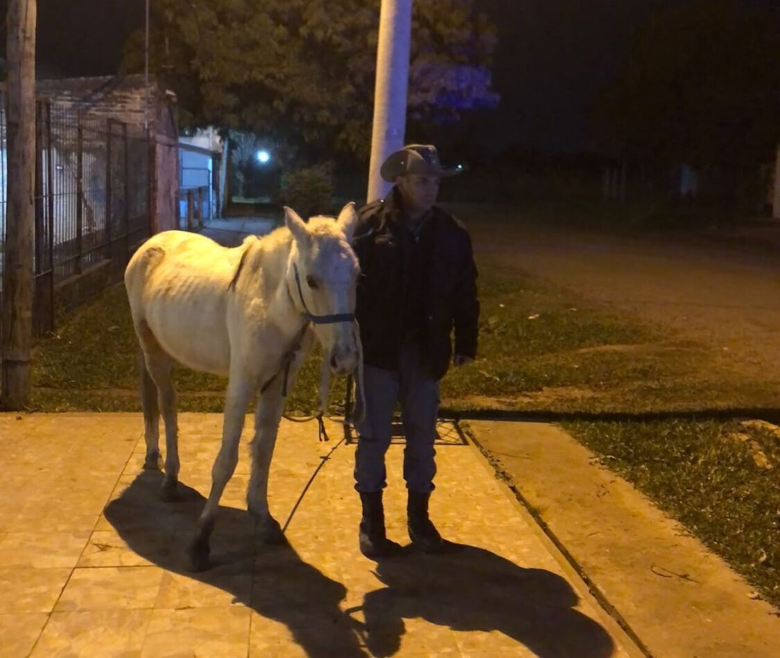 caballo abandonada en el frente de la casa
