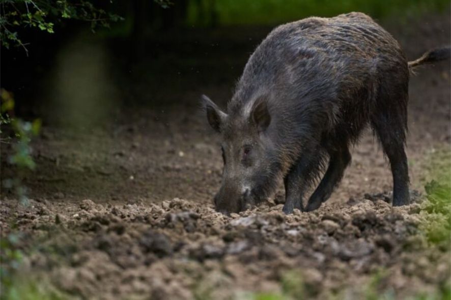 chancho silvestre
