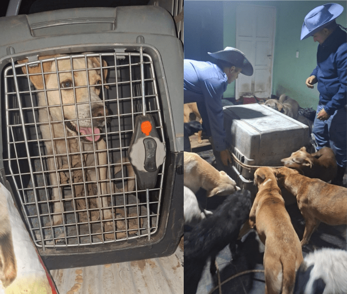 perros rescatados