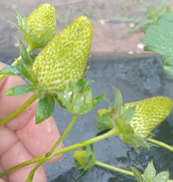 Frutillas del Chaco