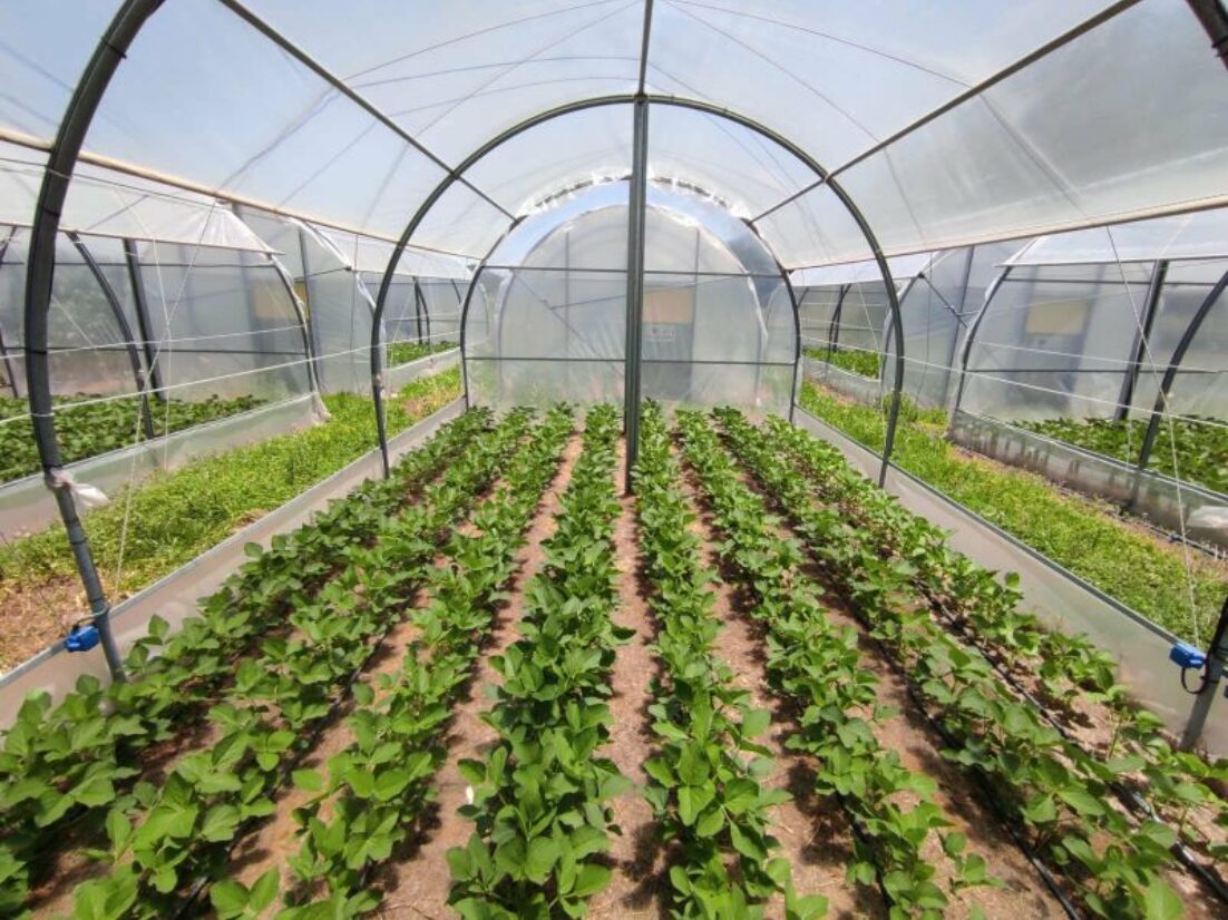 cultivo de soja