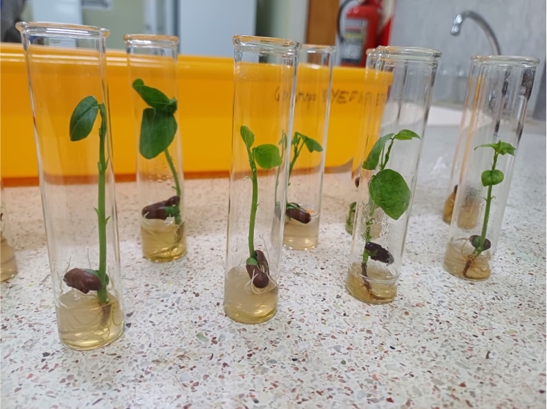 germinación del ceibo, especie nativa y flor nacional