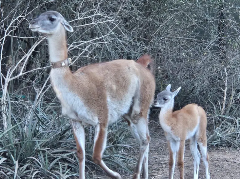 guanacos en el impenetrable
