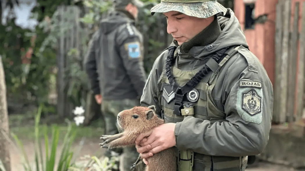 mascota