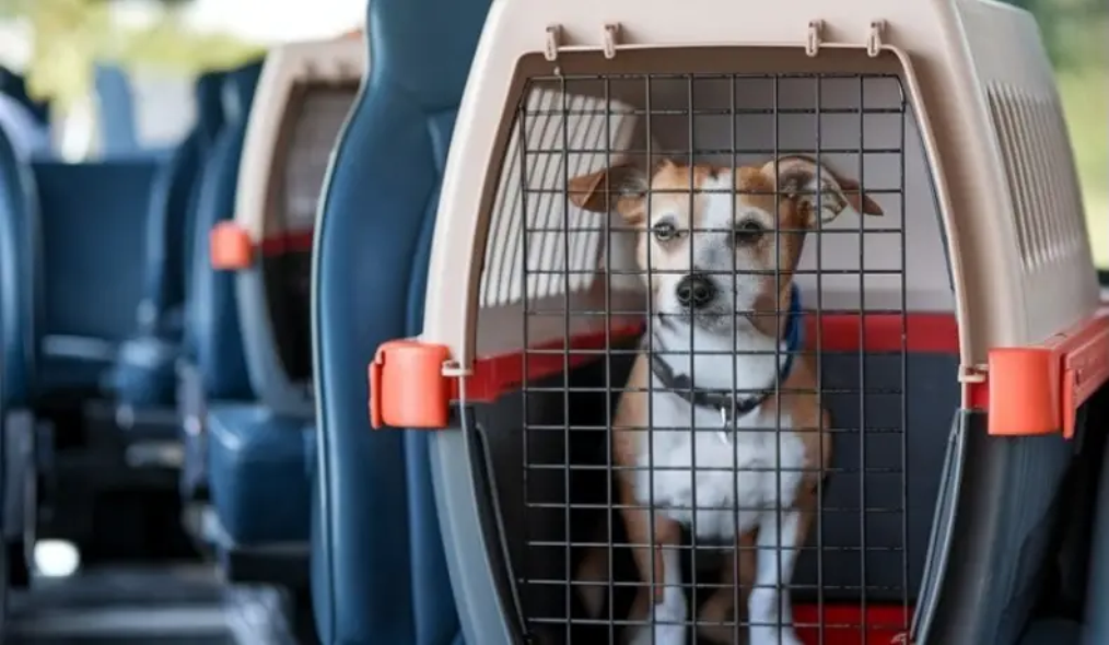 perros en colectivos