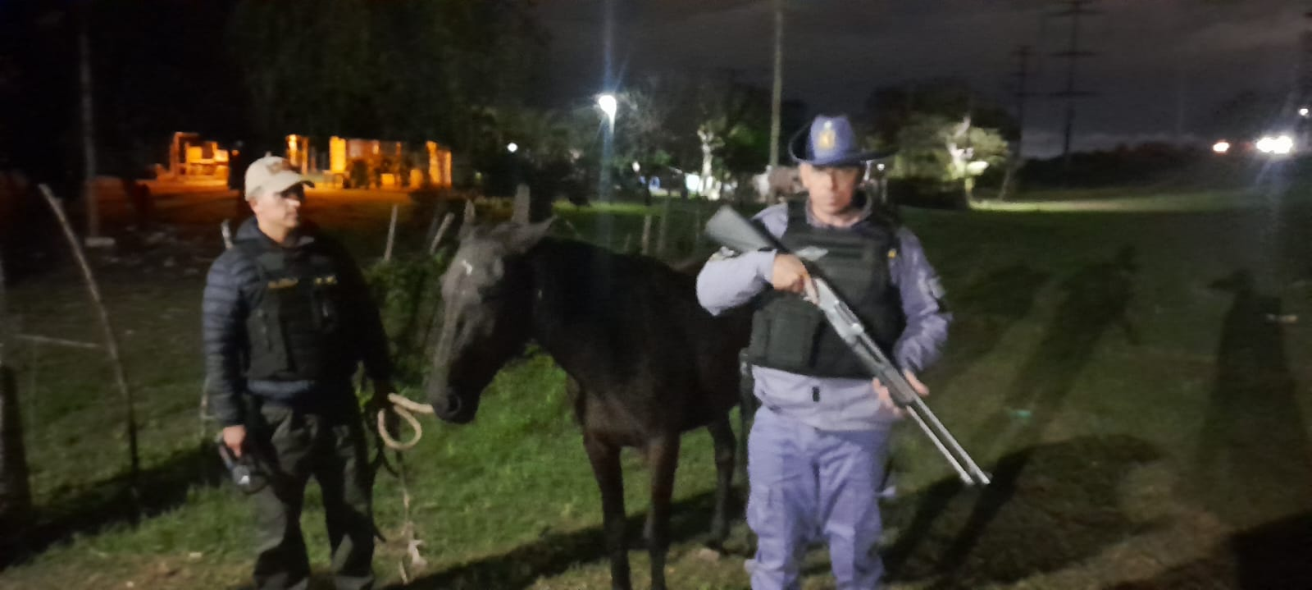 policiales yegua