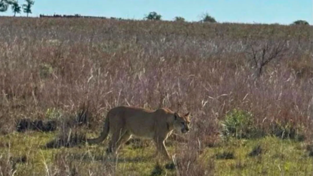 puma en corrientes