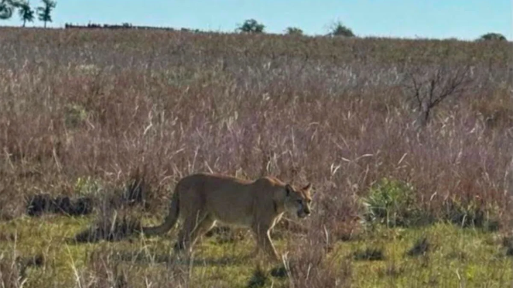 puma en corrientes