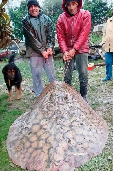 raya 100 kilos