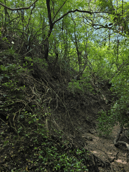 Bosque