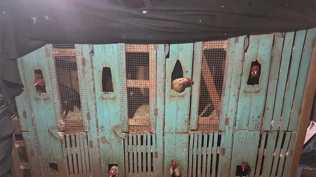 gallos de peleas